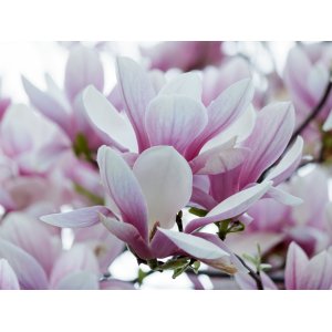 Magnólia soulangeova (Magnolia Soulangena) ´HEAVEN SCENT´ - výška 40-60 cm, kont. C3L (-24°C)